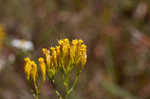 Pineland rayless goldenrod